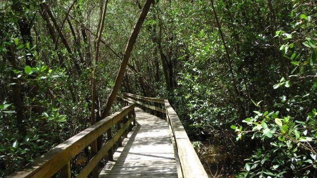 Everglades City Boardwalk - All You Need to Know BEFORE You Go (2024)