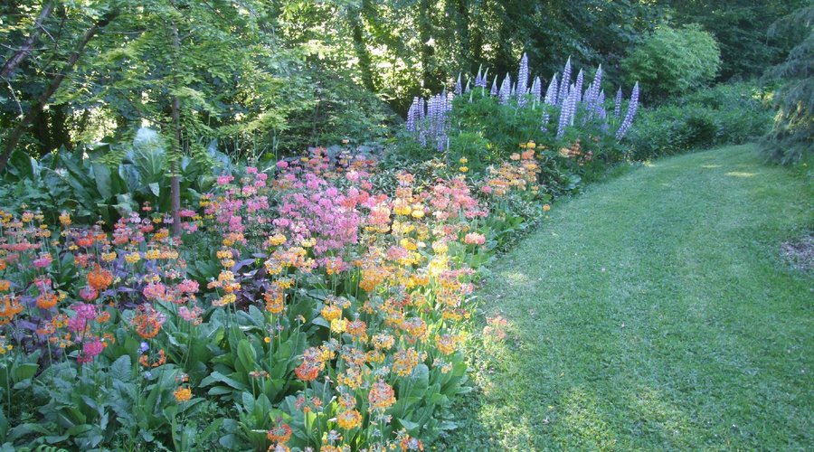 Candelabra Primulas in June