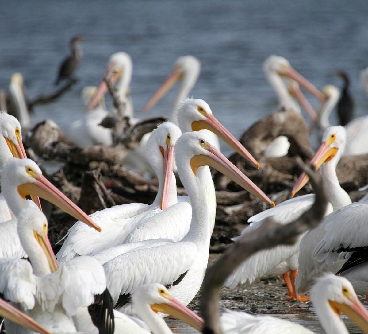 SANIBEL FISH and WILDLIFE