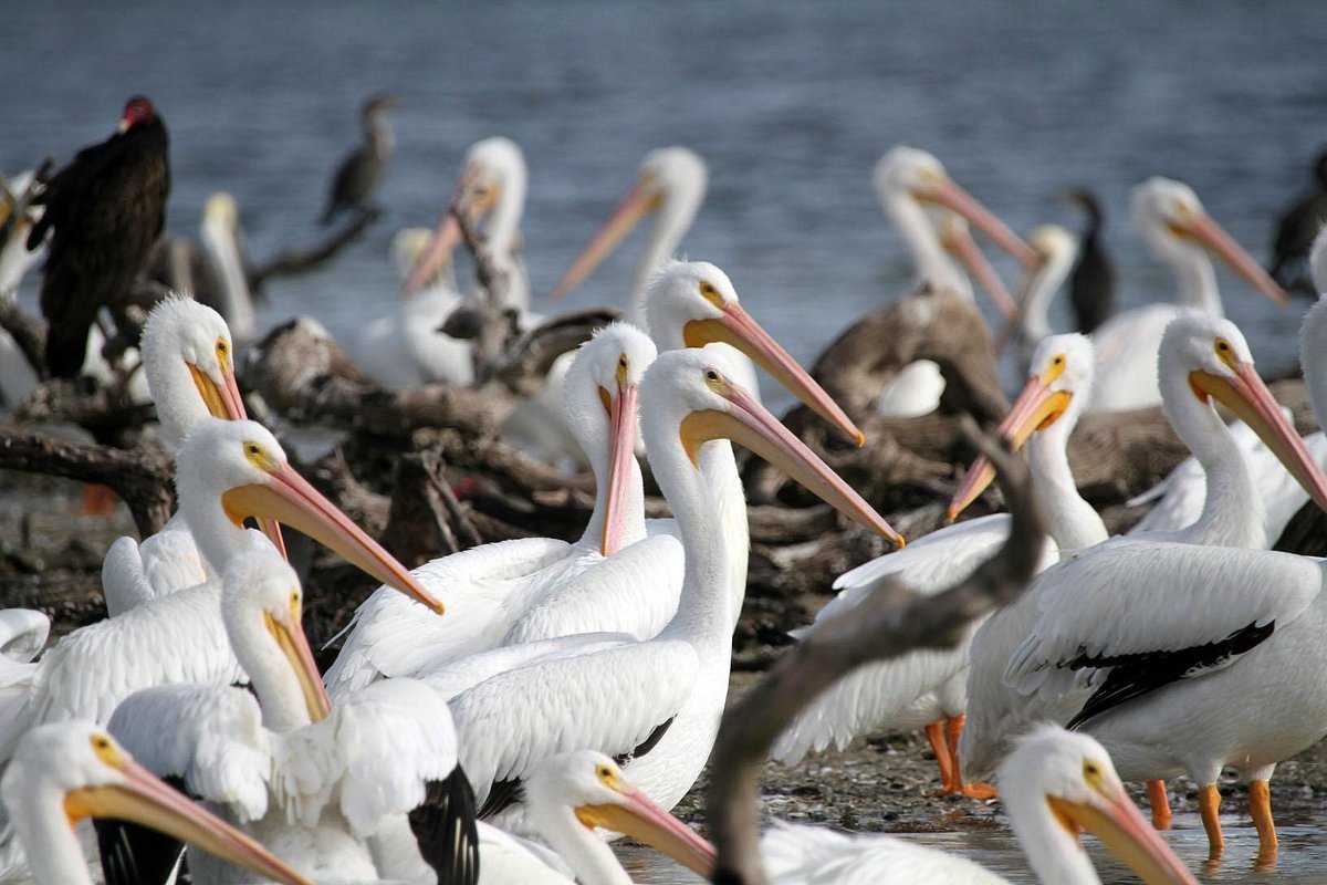 J.N. “Ding” Darling National Wildlife Refuge (Official)