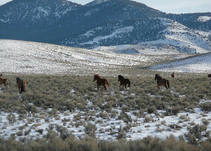 Wild horses can be viewed