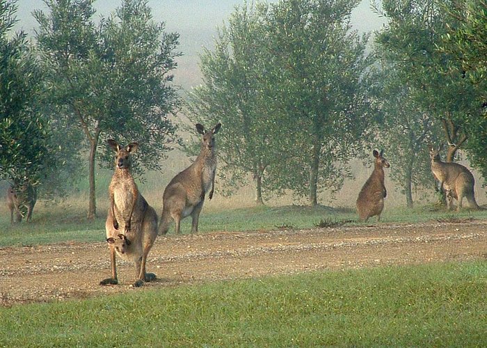 The local wildlife in Lovedale, Hunter Valley