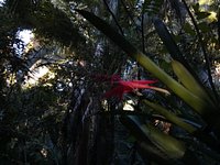 Exploring Lo de Perla, Mexico's Exotic Orchid Garden - Here By Design