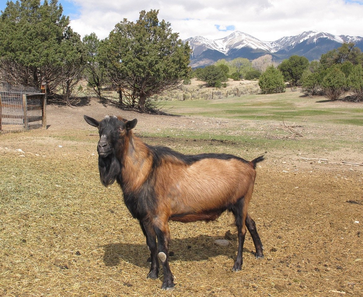 Packages - Mountain Goat Lodge