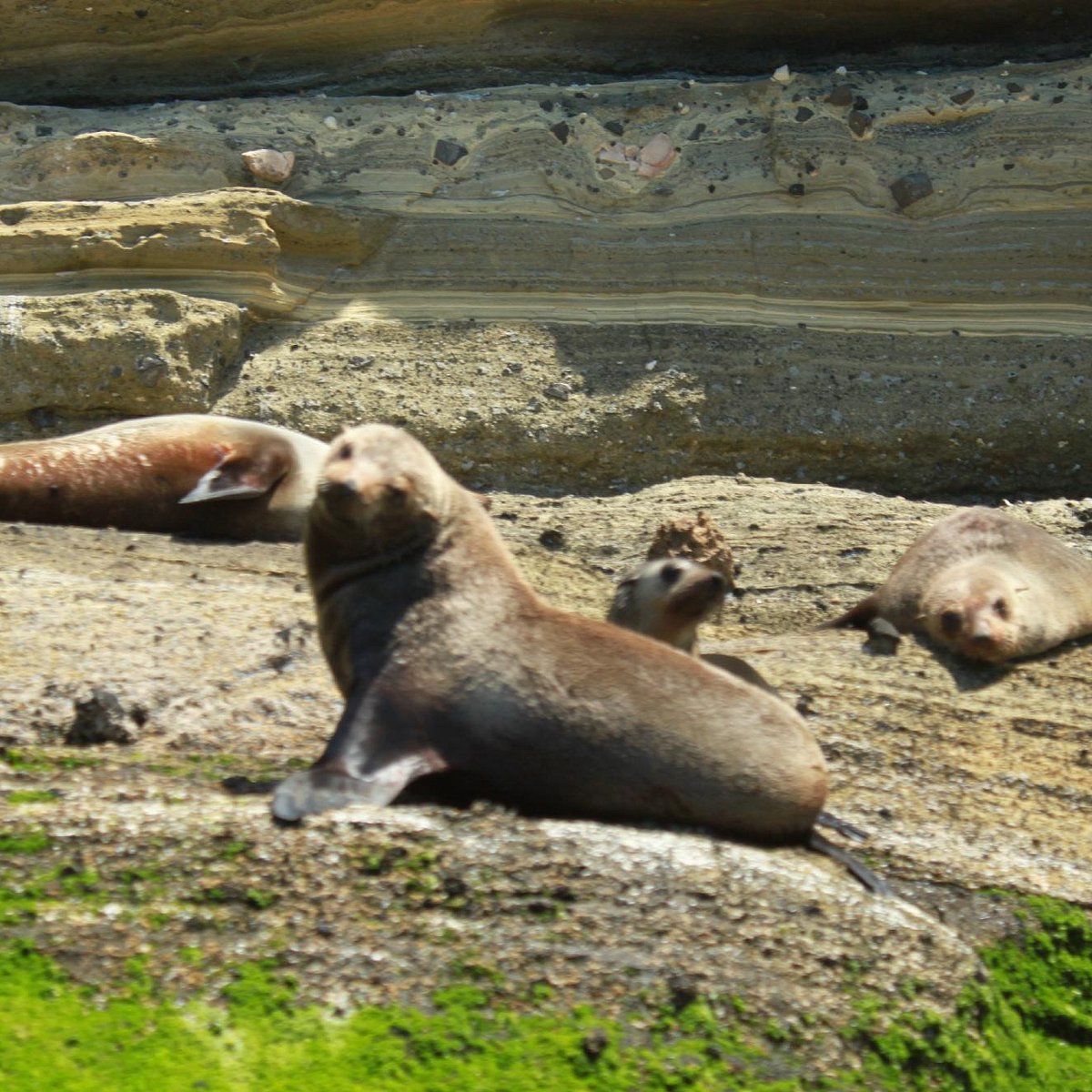 seal tours portland