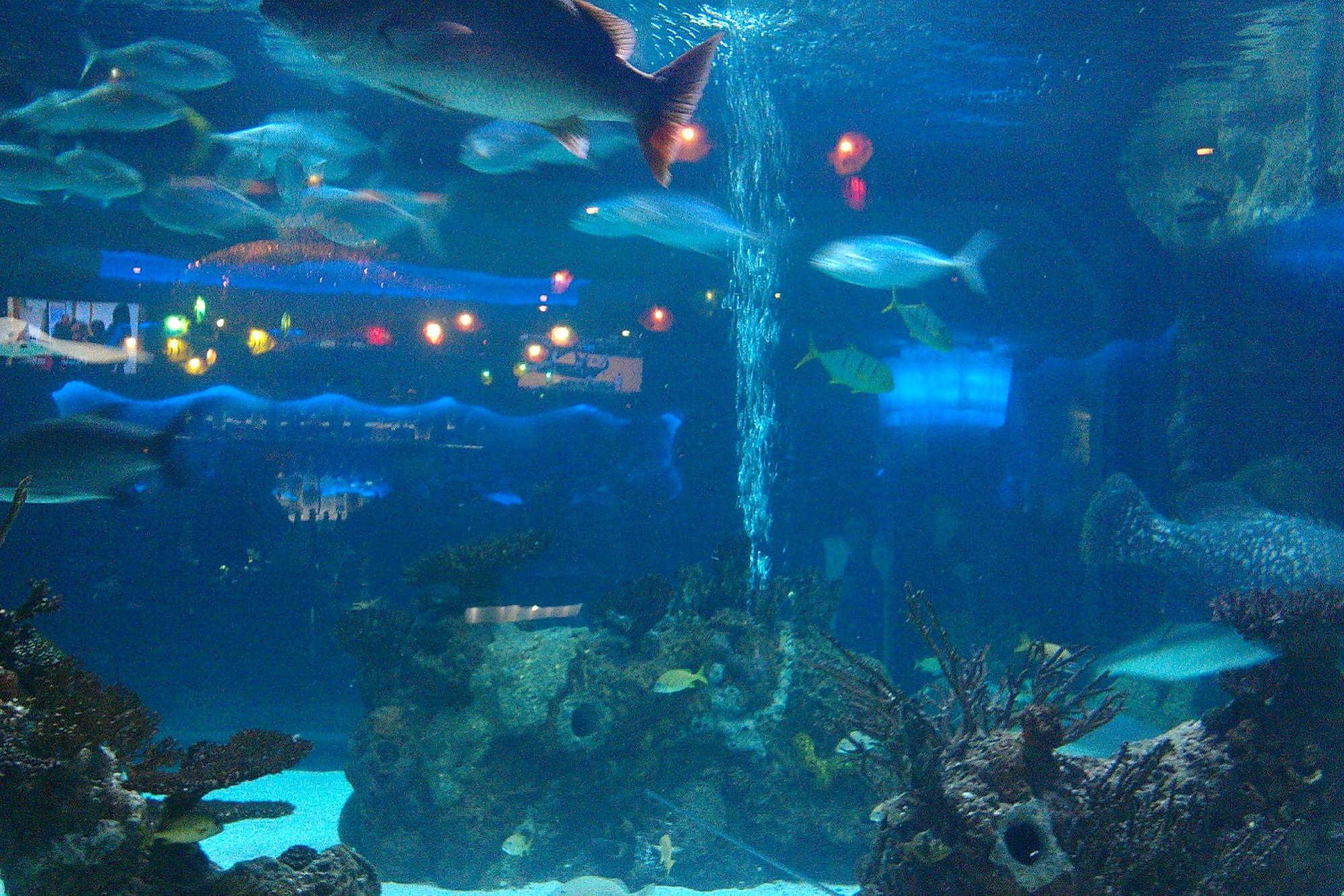 DOWNTOWN AQUARIUM (Houston) - Qué SABER Antes De Ir (2024)