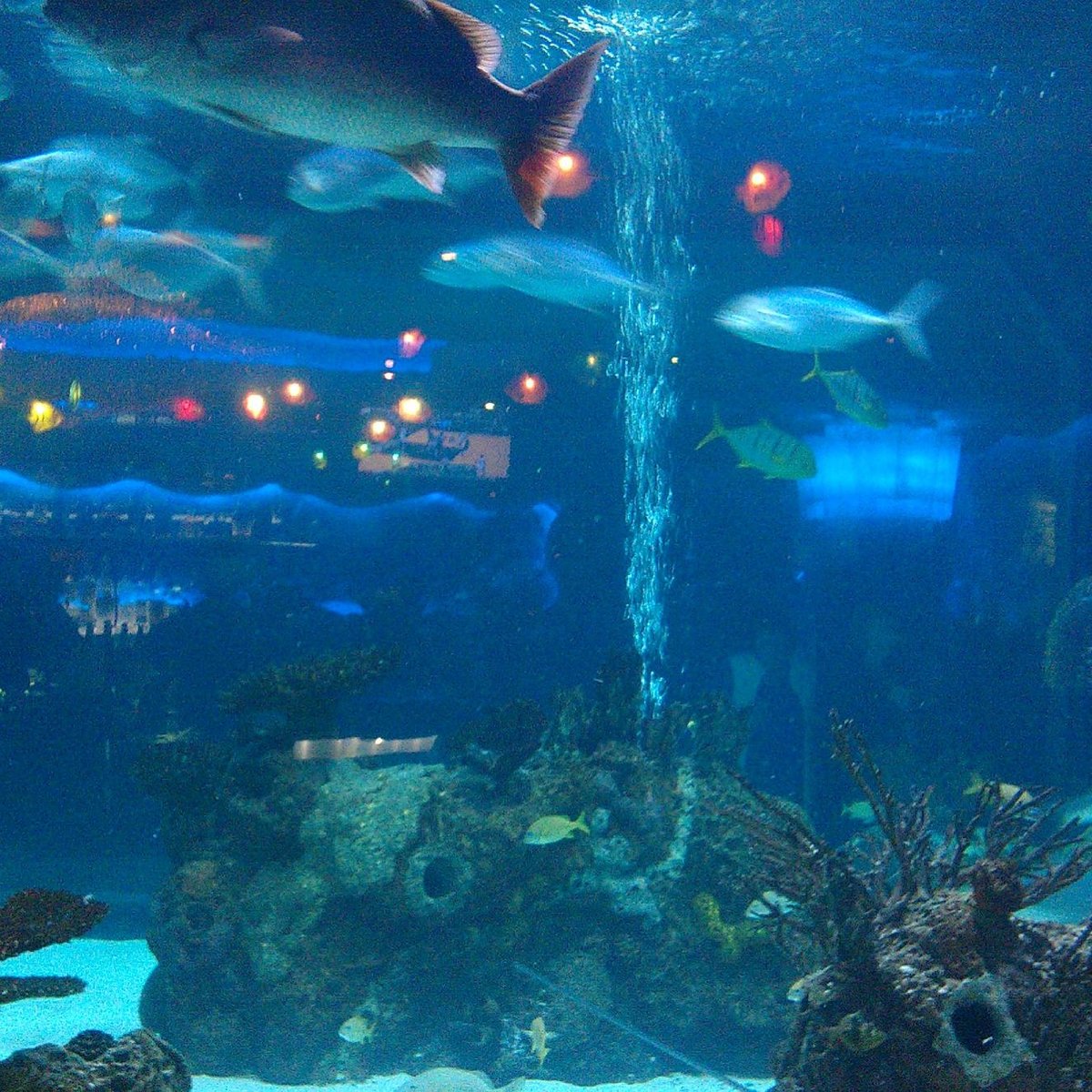 Downtown Aquarium (Houston) All You Need to Know