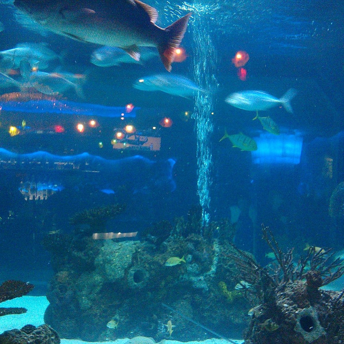 downtown aquarium tour