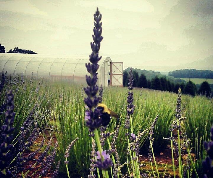 Hope Hill Lavender Farm image