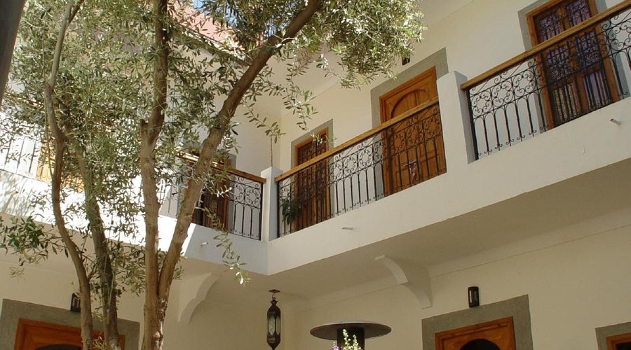 Courtyard Olive Tree