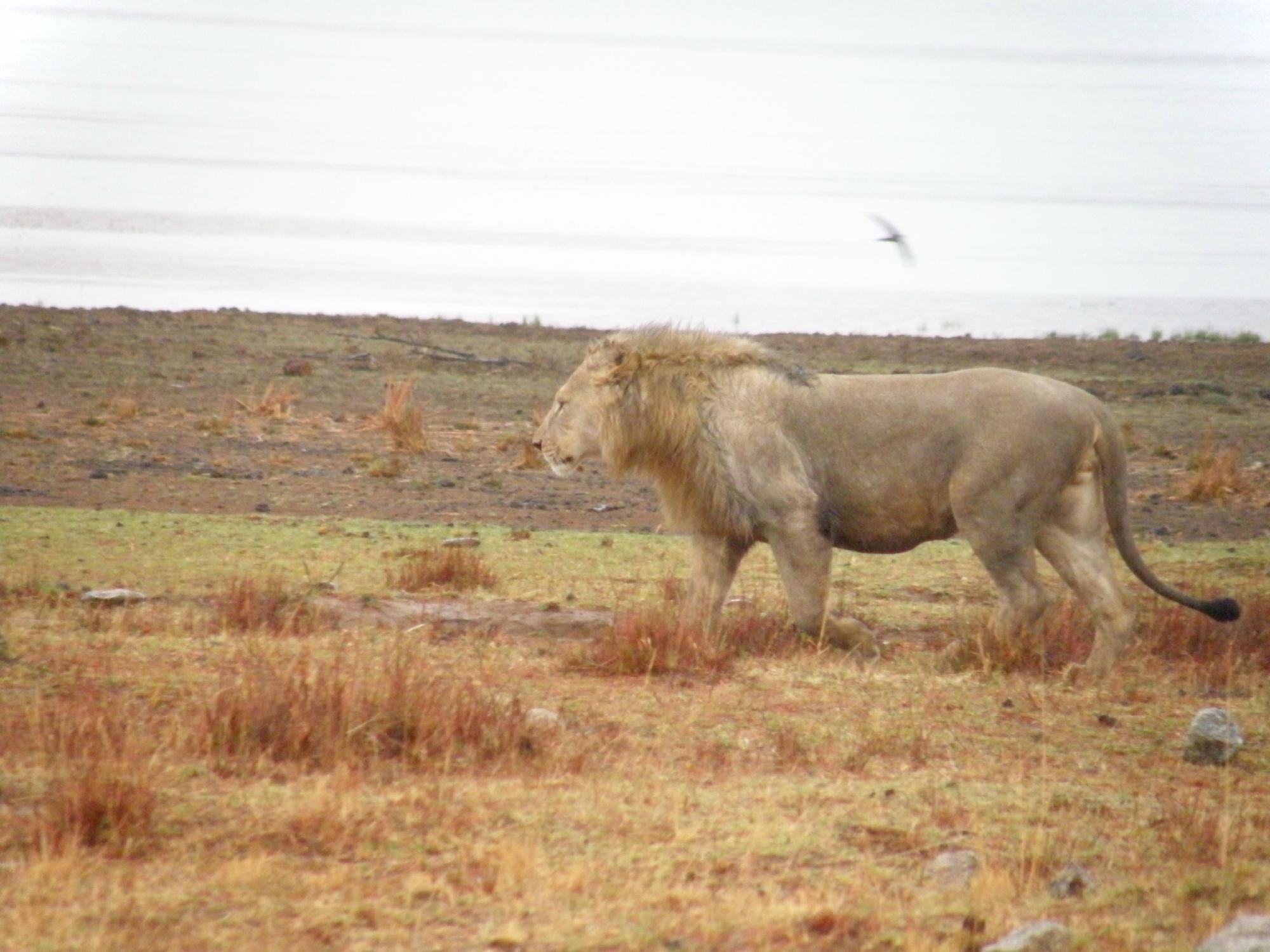 PILANESBERG SAFARIS AND TOURS (Johannesburg) - All You Need To Know ...