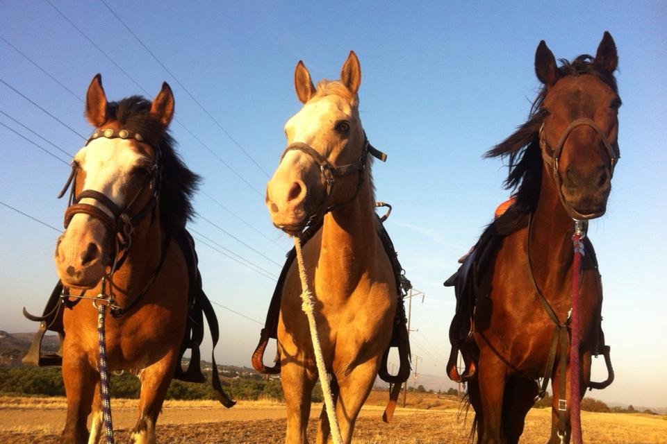 S&D HORSEBACK RIDING (Norco) 2022 Qué saber antes de ir Lo más