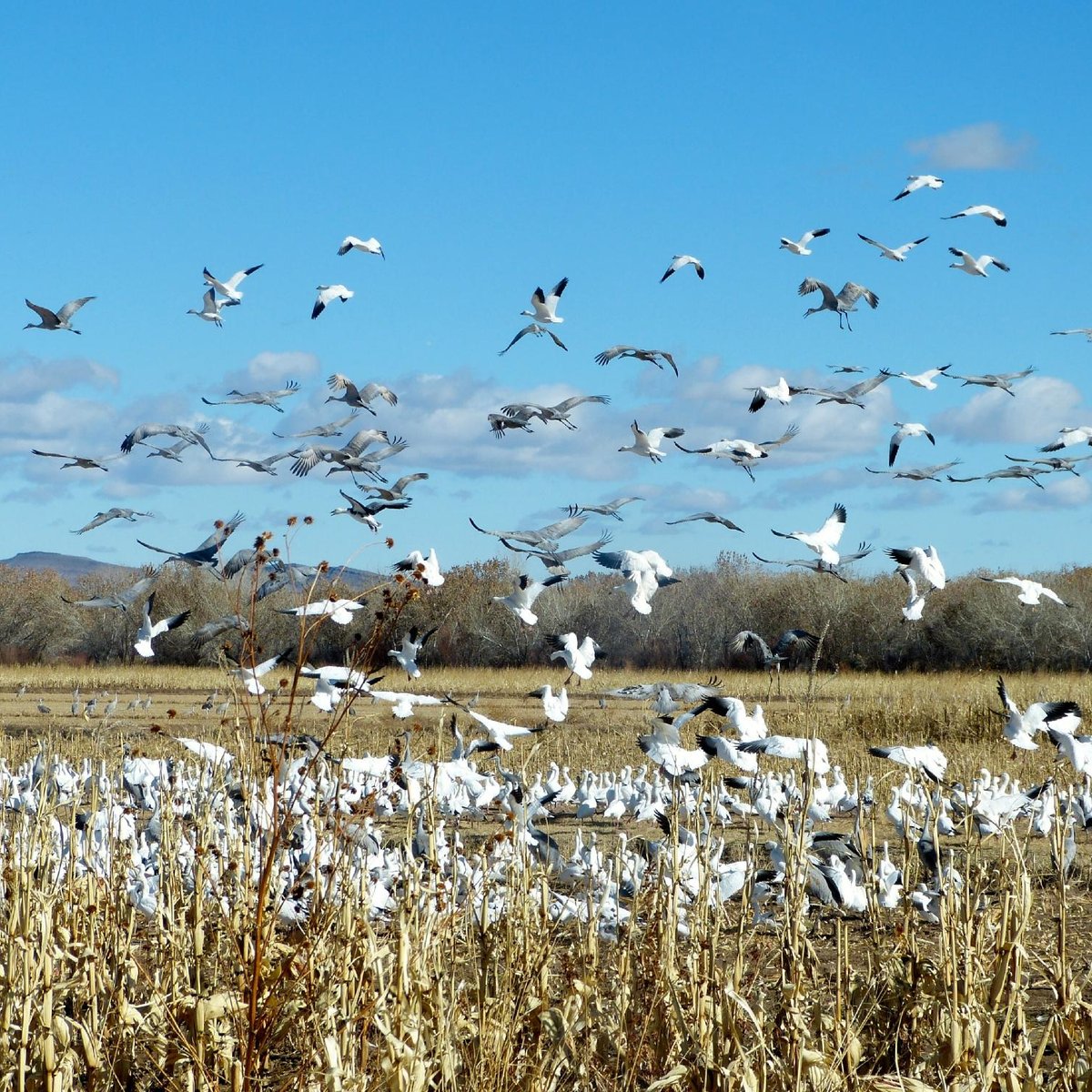 Bosque del Apache National Wildlife Refuge (San Antonio) 2022 Alles