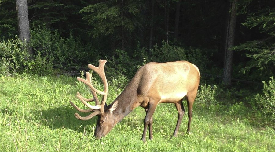 Elk grazing in our yard
