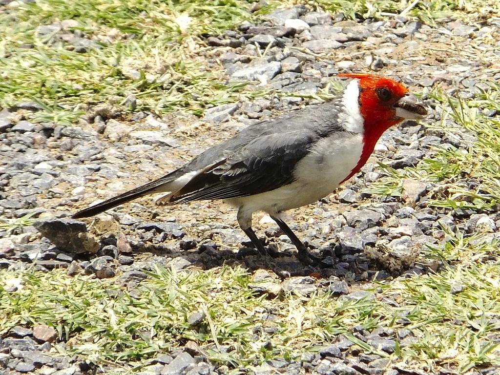 BIRDING BUENOS AIRES - All You Need to Know BEFORE You Go