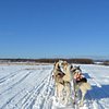 Things To Do in Expedition Mi-Loup Dog Sledding, Restaurants in Expedition Mi-Loup Dog Sledding