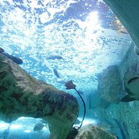 relaxing with the fishes