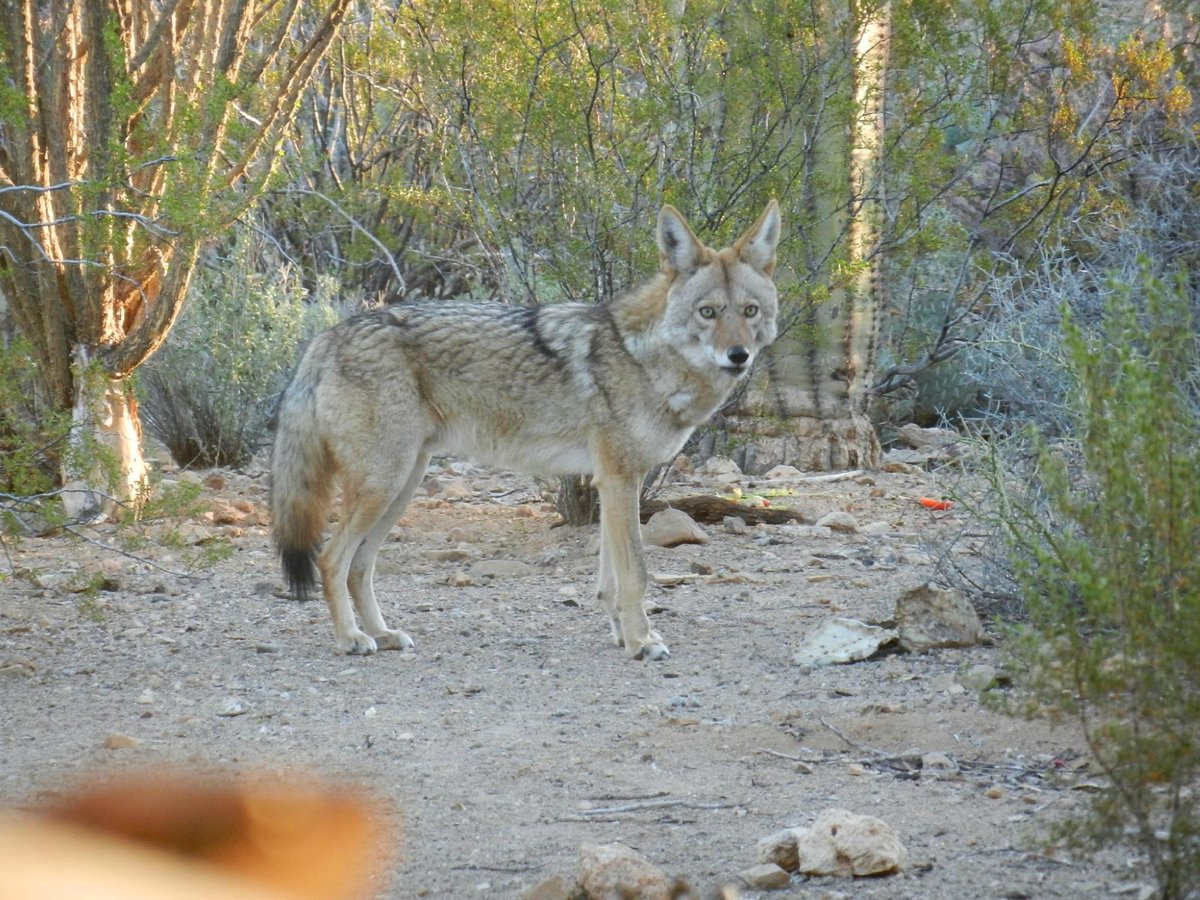 CRICKETHEAD INN BED AND BREAKFAST - Updated 2024 B&B Reviews (Tucson, AZ)