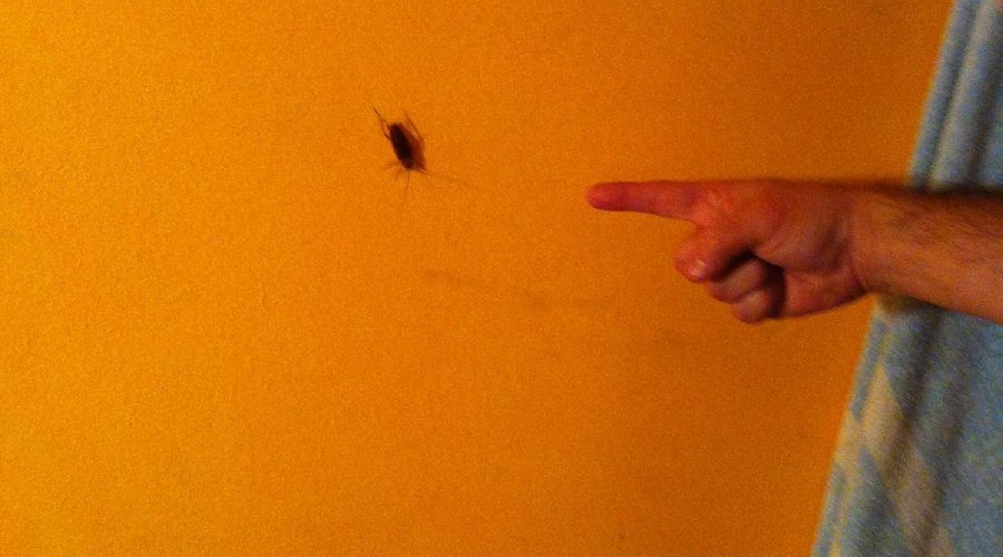 barata en una de las paredes laterales de la habitación