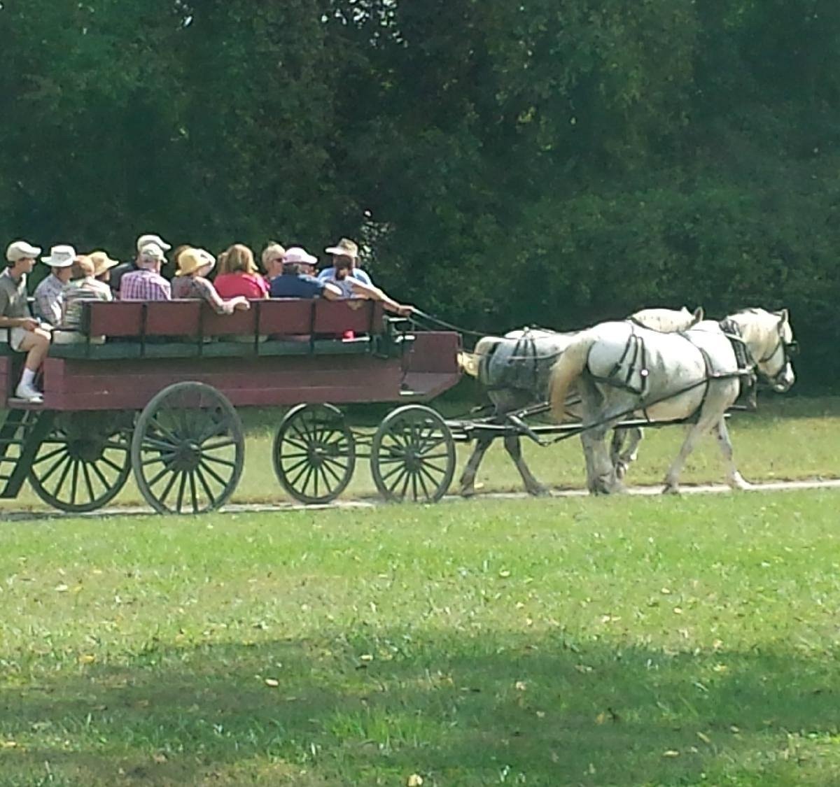 Can Horse Carriages Ever Really Be Romantic? - One Green Planet