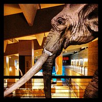 L'elefante soprannominato "Orlando" e la sala espositiva sullo sfondo