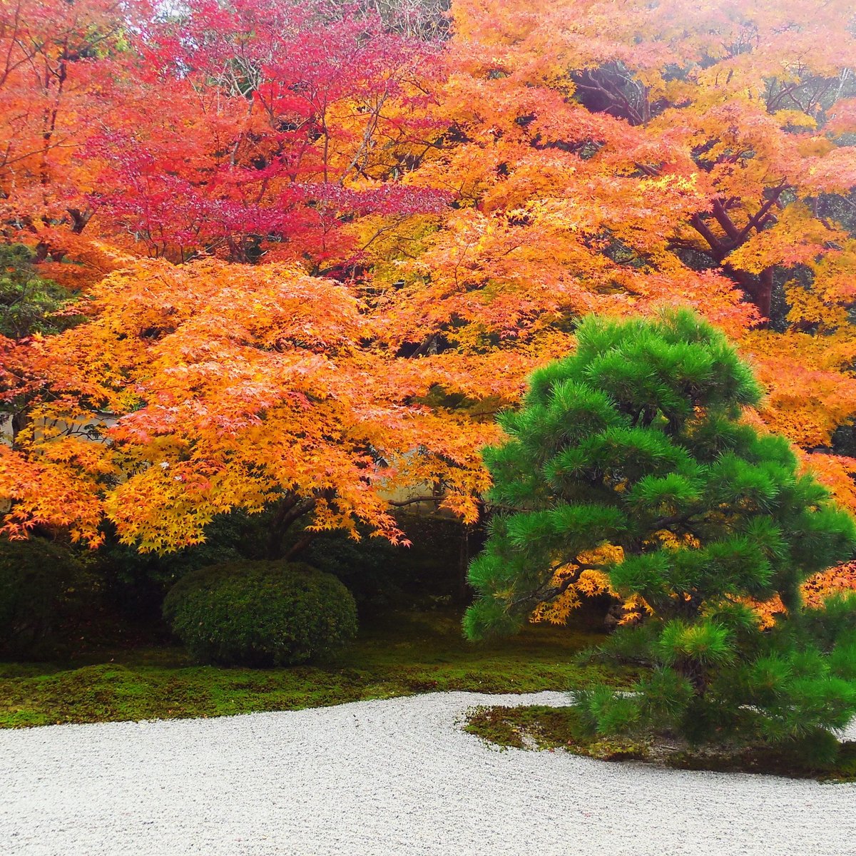 Tenjuan Garden (Kyoto) - All You Need to Know BEFORE You Go