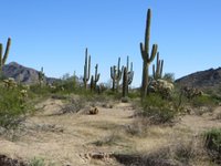 Cabeza Prieta National Wildlife Refuge (Ajo) - All You Need to Know BEFORE  You Go