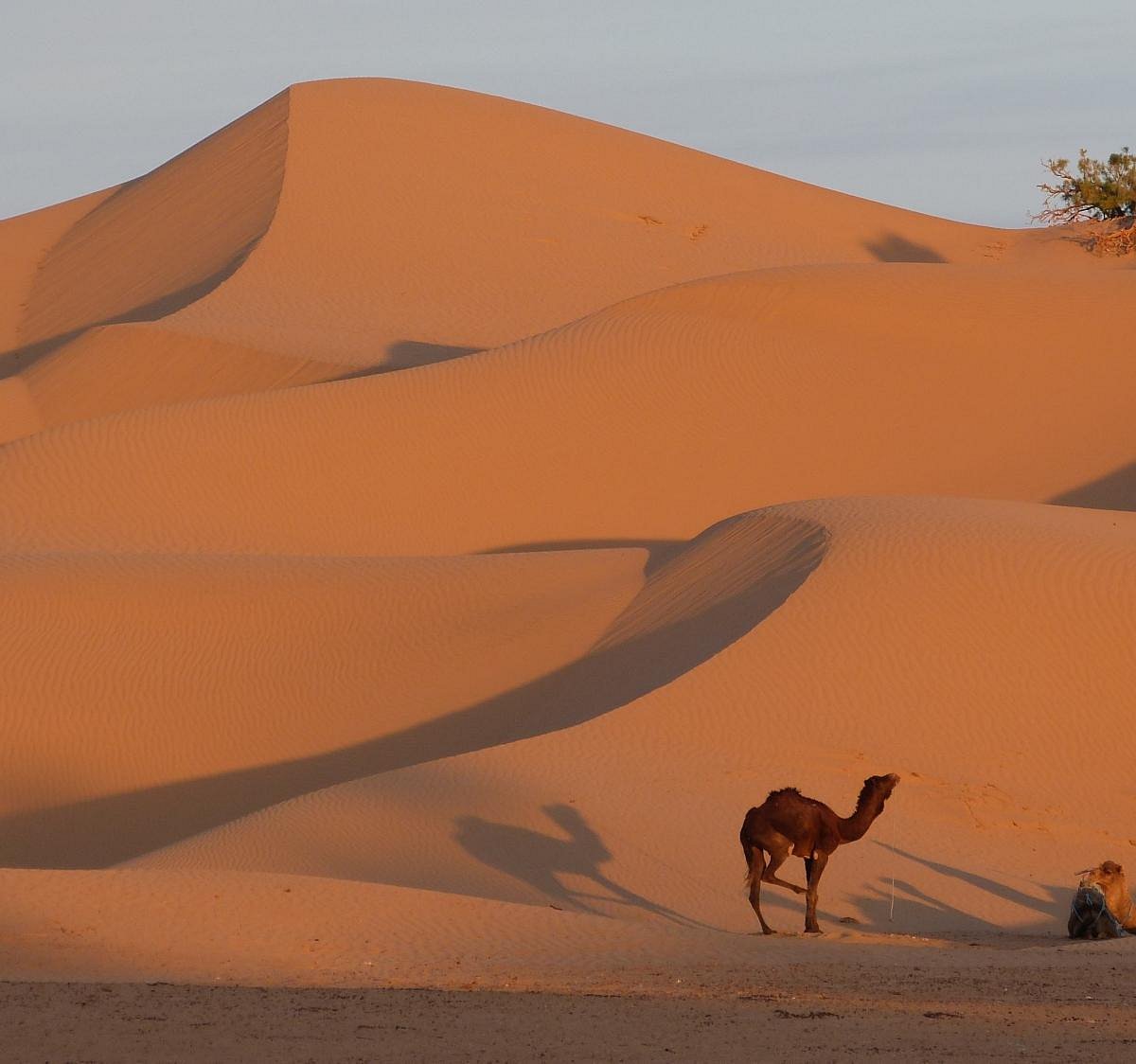 zara sunrise on the red sand dunes.¿clon de imagination de LV? +