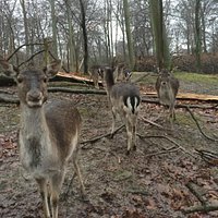They are mostly friendly