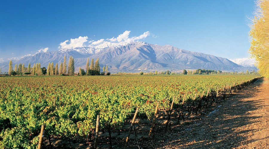 Viñedos de Pirque