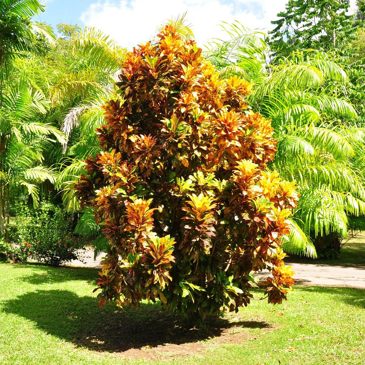 Dominica Botanic Gardens, Розо: лучшие советы перед посещением - Tripadvisor