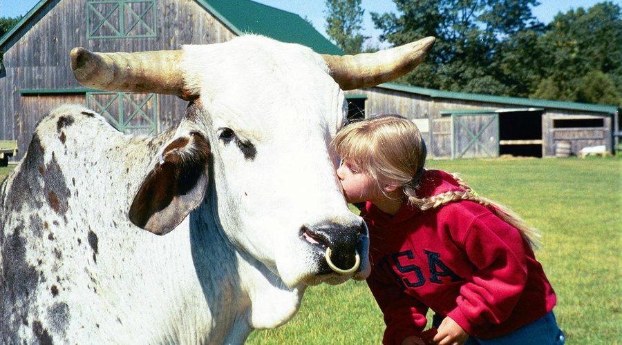Petting Farm