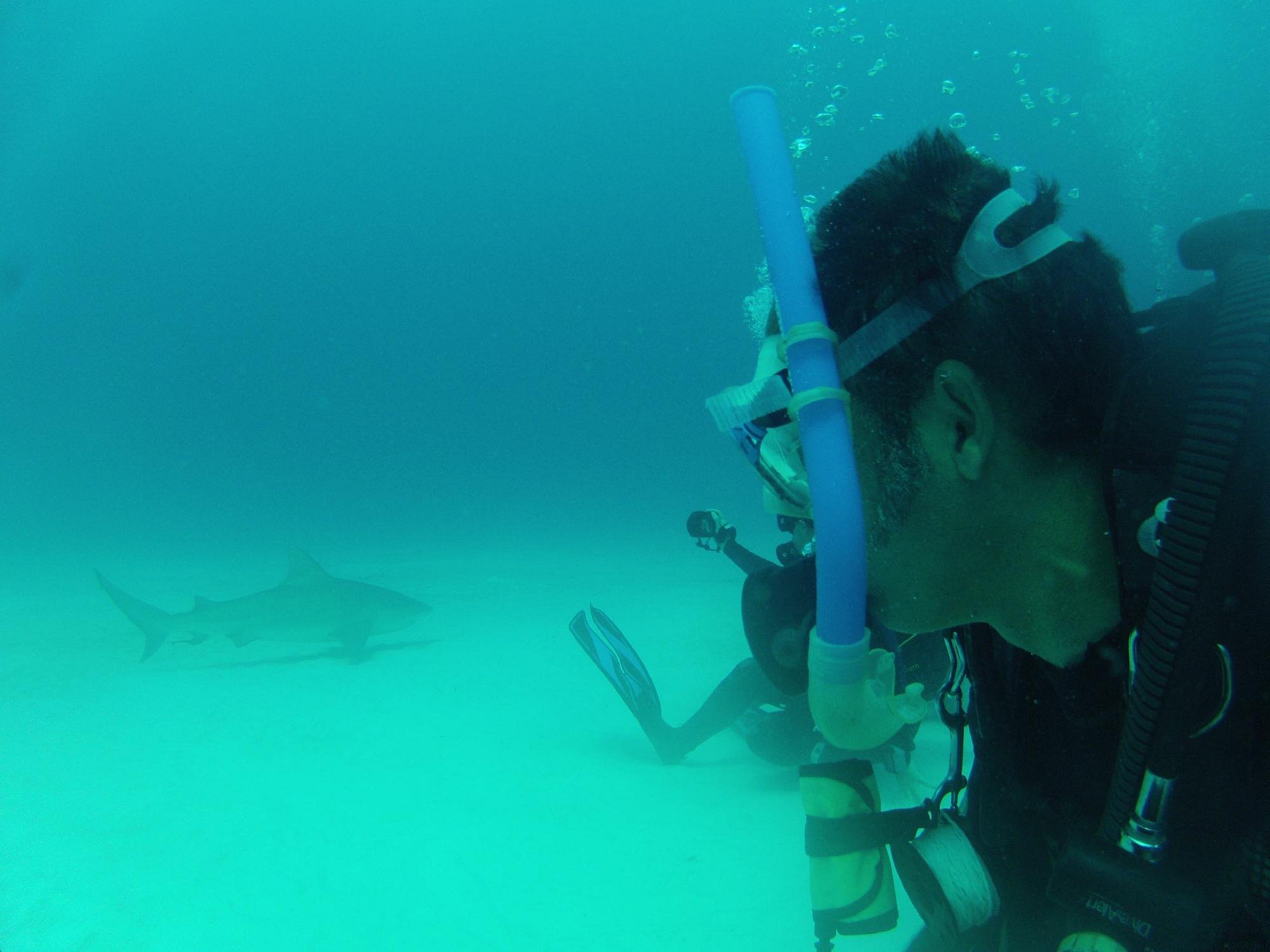 diving riviera maya