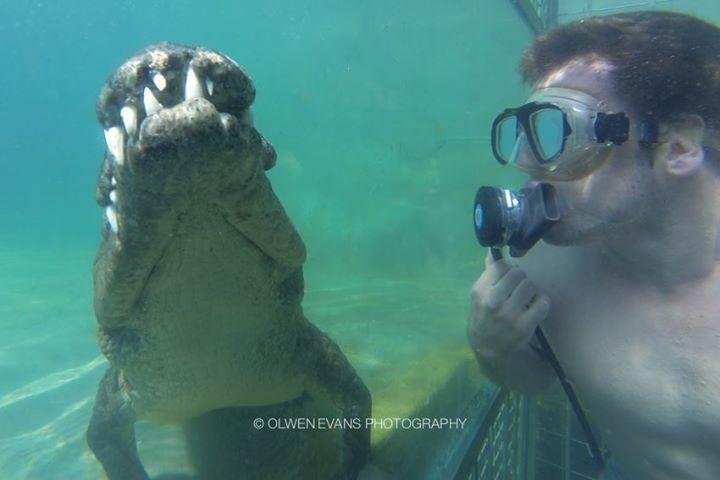 Crocodile Cage Diving (Victoria Falls) - All You Need to Know BEFORE You Go