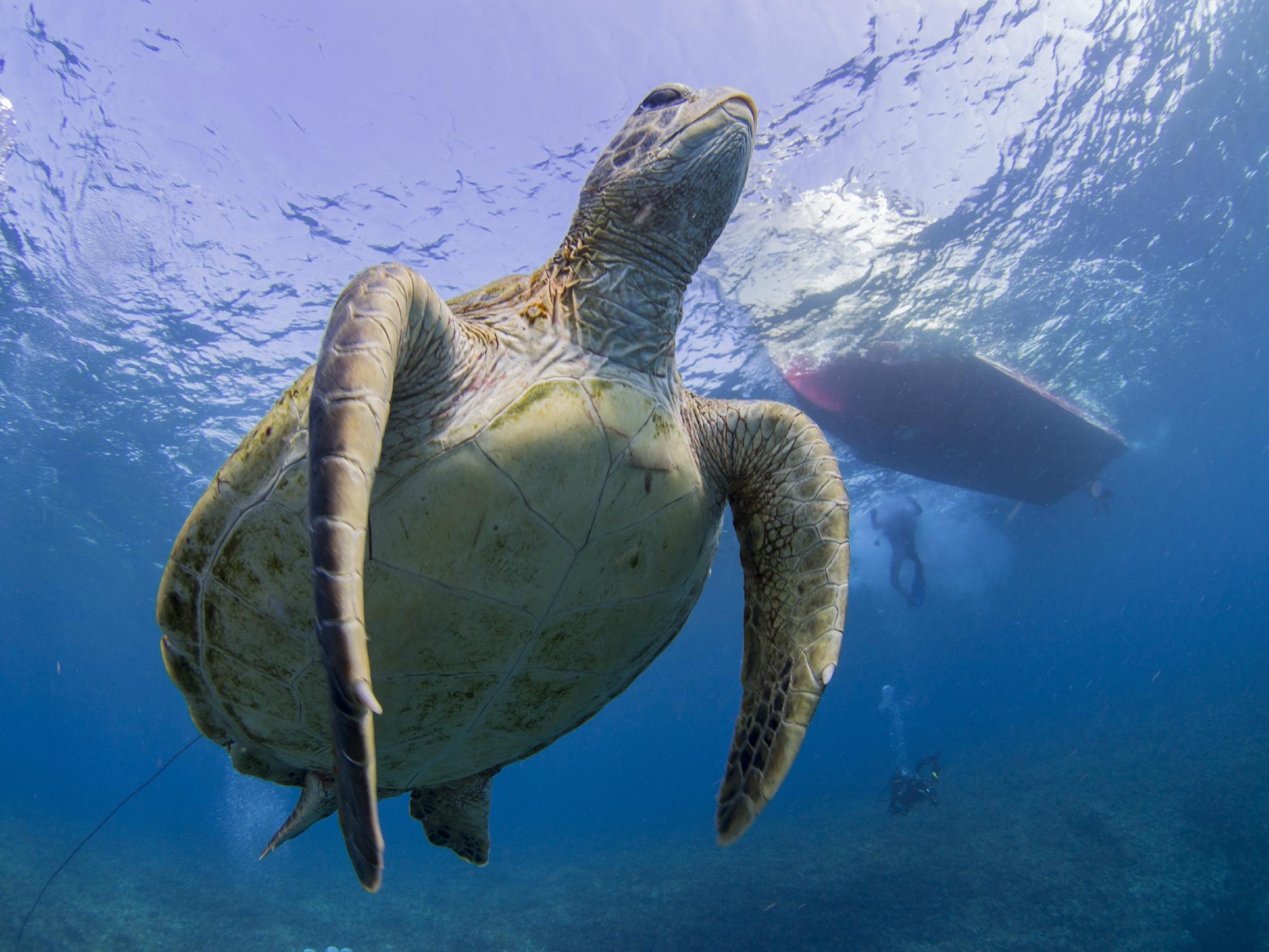 G.T. Divers Okinoerabu-jima (Wadomari-cho) - All You Need To Know ...