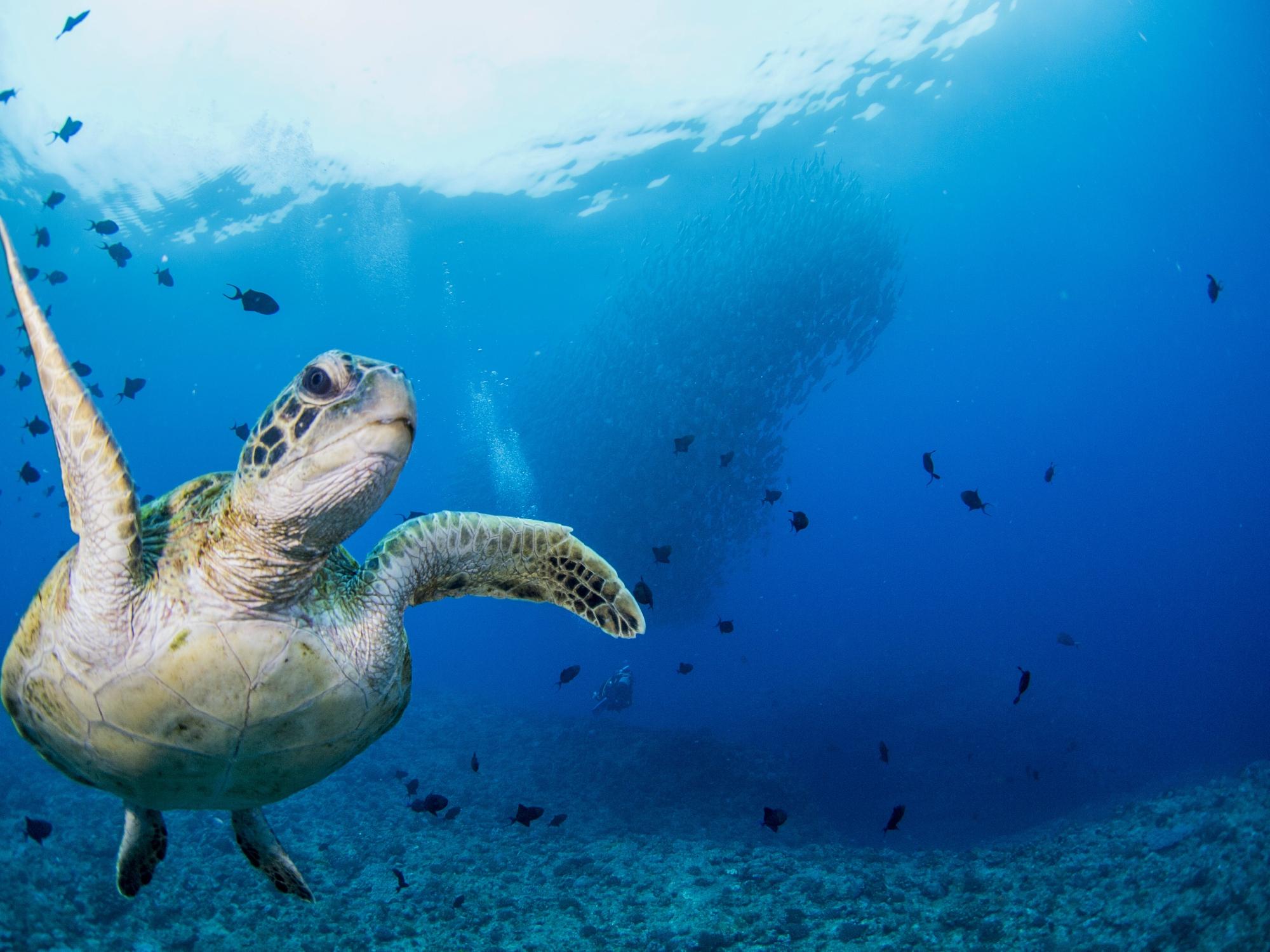 G.T. Divers Okinoerabu-jima (Wadomari-cho) - All You Need To Know ...