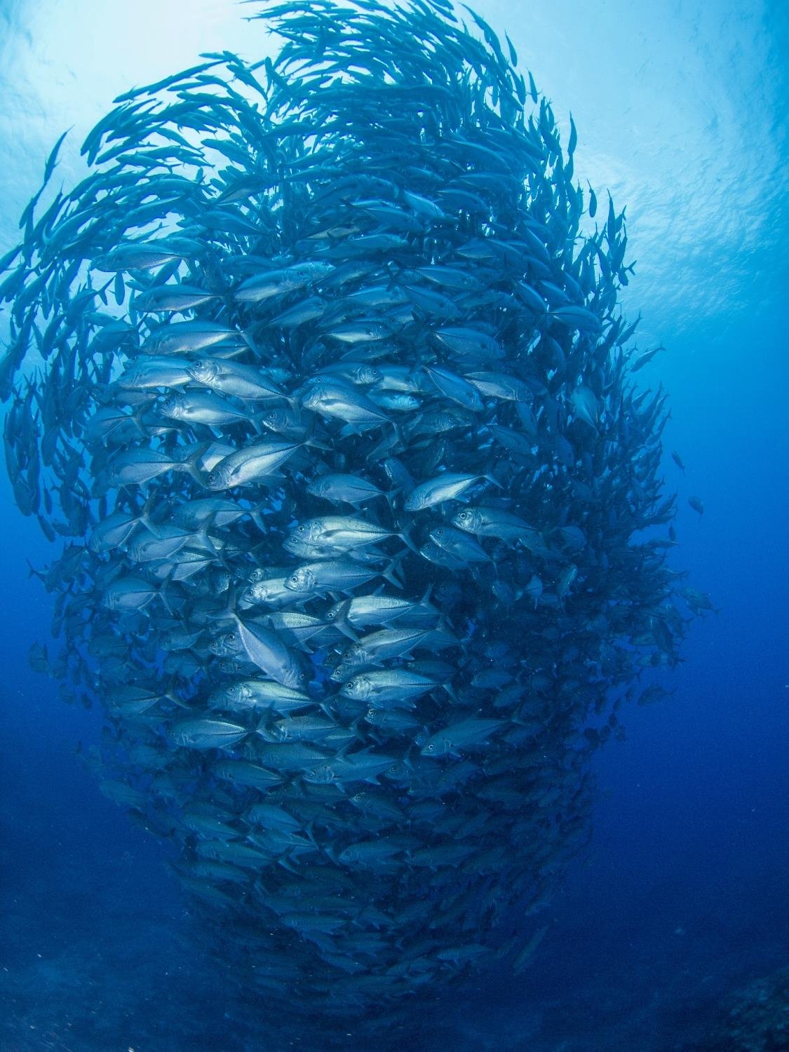 G.T. Divers Okinoerabu-jima (Wadomari-cho) - All You Need To Know ...