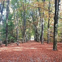 Wiener Allee