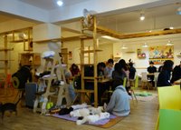 Visiting Tom's Cat Cafe in Seoul