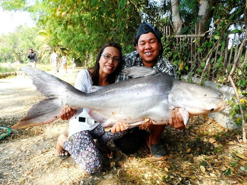 Chiang mai Big Game fishing tour Chiangmai Big mekong catfish and