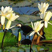 Beauty at the sarovar