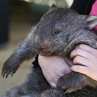 With one of the wombats at Birdland