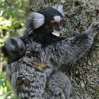 Bebê mico-estrela nas costas da mãe - Parque da Chacrinha
