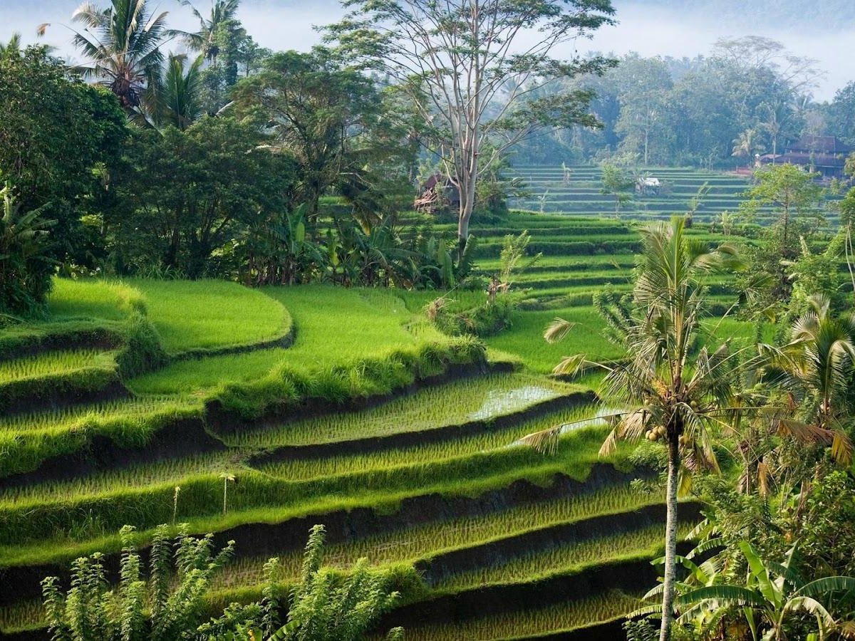 Artha Bali Tours (Ubud) - All You Need to Know BEFORE You Go