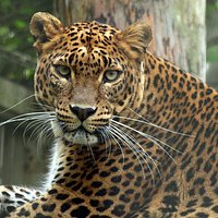 Sri Lanka Panter BestZoo