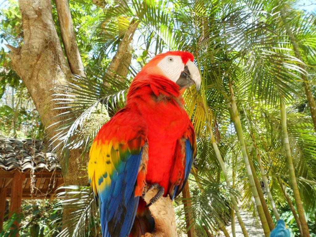 Macaw Mountain Bird Park & Nature Reserve - All You Need to Know BEFORE You  Go (2024)