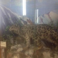 вот такие там звери