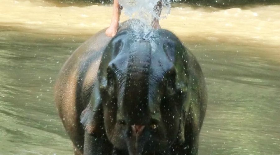 Elephant bathing at Chiang Dao Elephant Training Center