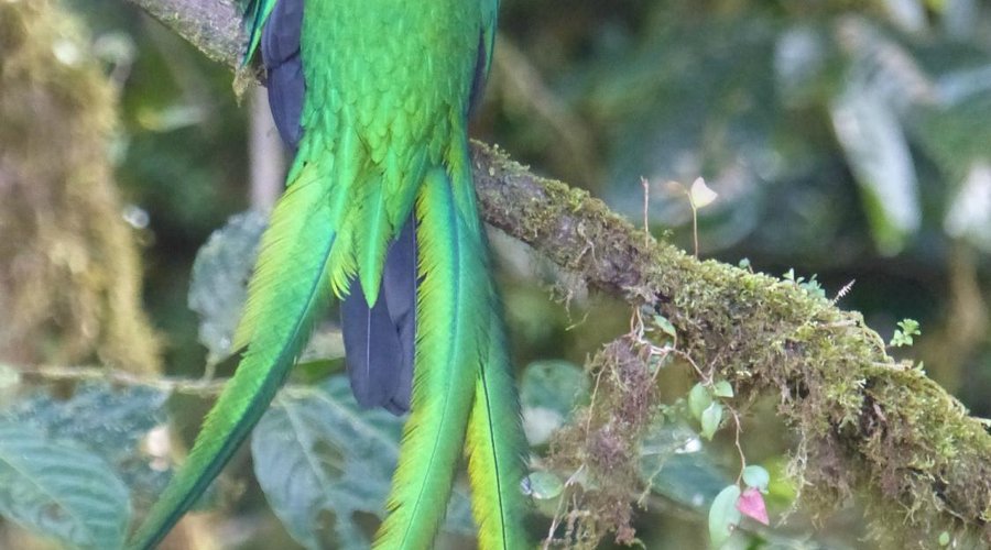 Male Quetzal