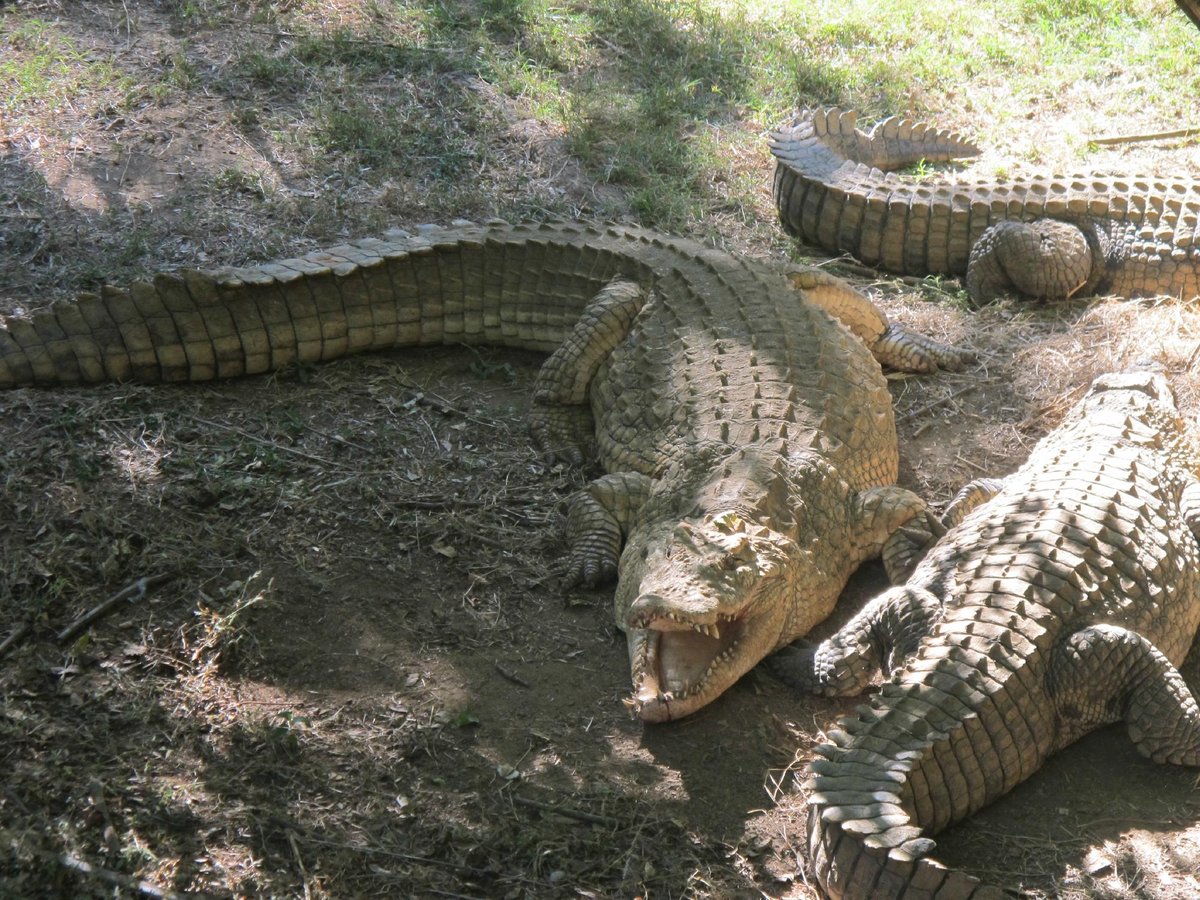 Croc Farm, Антананариву: лучшие советы перед посещением - Tripadvisor